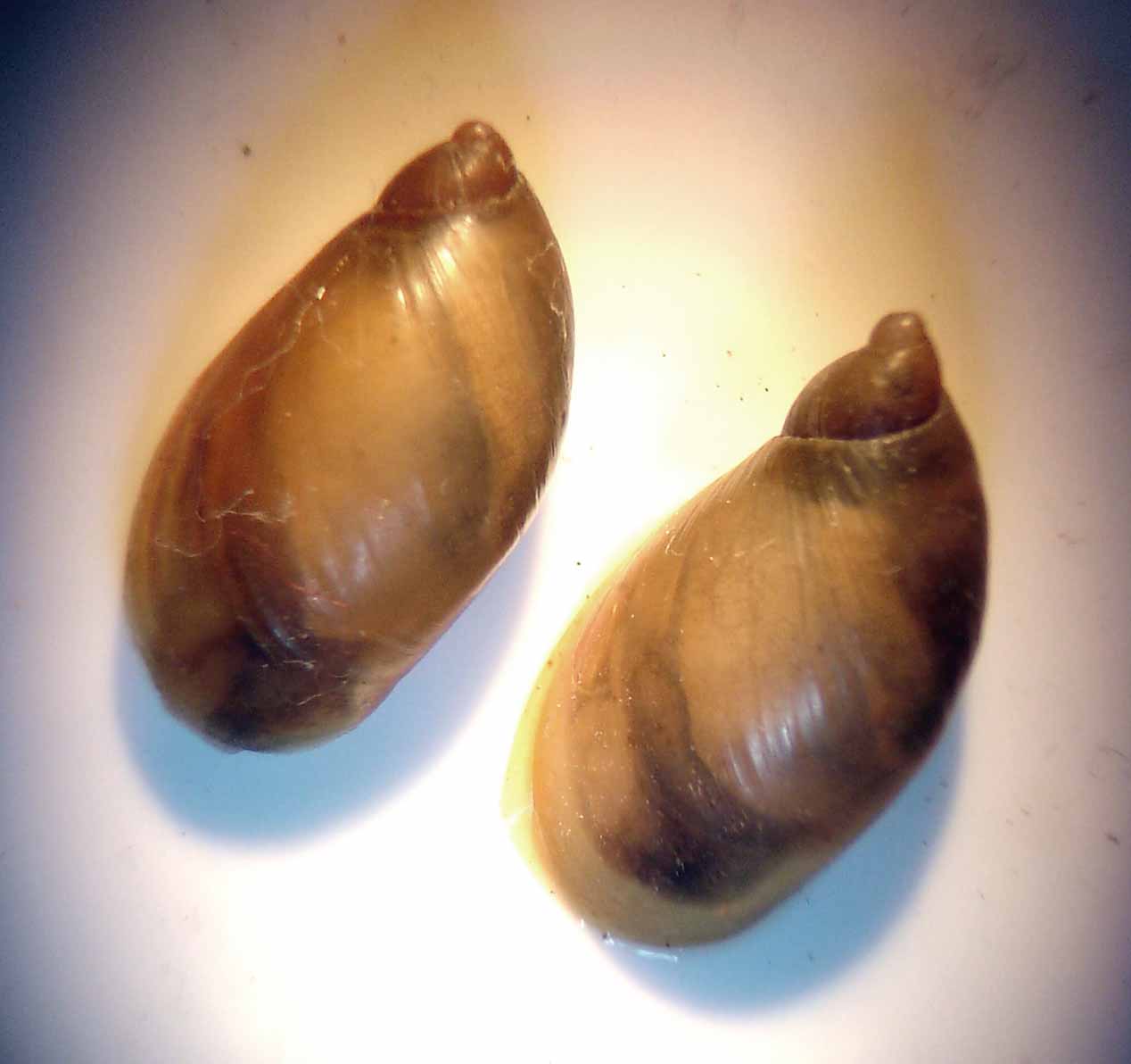 VA_LandSnails